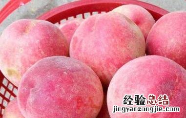 水蜜桃和毛桃有什么区别 水蜜桃和毛桃有什么区别百度百科