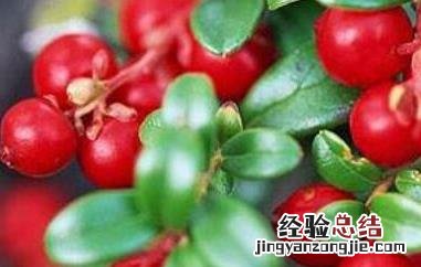 适合减肥的低糖水果有哪些呢 适合减肥的低糖水果有哪些