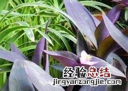 紫鸭跖草怎么养 紫鸭跖草养殖方法和注意事项