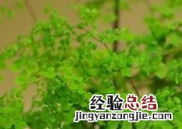 铁线草怎么养最好的 铁线草怎么养最好