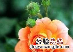 月季花养殖方法和注意事项 月季花养殖方法和注意事项视频
