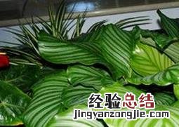 圆叶竹芋如何养殖方法 圆叶竹芋如何养殖