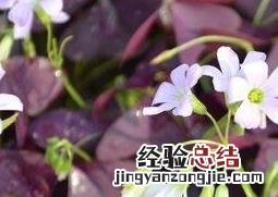 紫叶炸浆草的药用价值与功效 紫叶炸浆草的药用价值