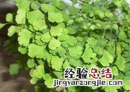 铁线草图片 铁线草图片欣赏