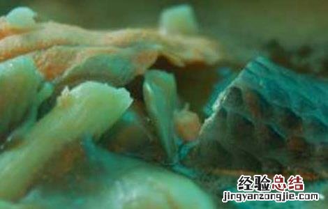凤尾菇怎么做汤 凤尾菇汤的做法大全