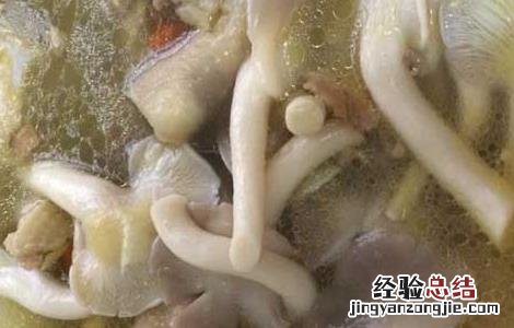 凤尾菇怎么做汤 凤尾菇汤的做法大全