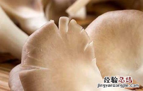 凤尾菇怎么做汤 凤尾菇汤的做法大全