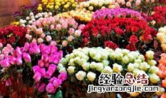 绿宝石开花的寓意 绿宝开花的寓意是什么