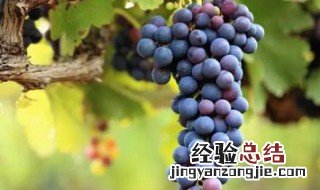 葡萄怎么长的多 葡萄是怎么长的