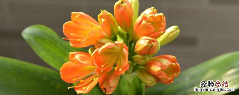 君子兰可以用水溶肥吗 水溶肥君子兰能用吗