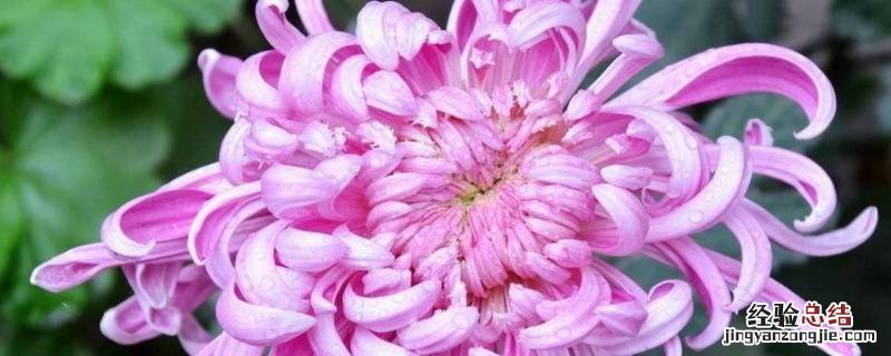 龙爪菊在冬天开花是好兆头吗 龙爪菊开花代表家里会怎样
