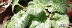 虎耳草盆栽养殖方法和注意事项 虎耳草种植方法和时间