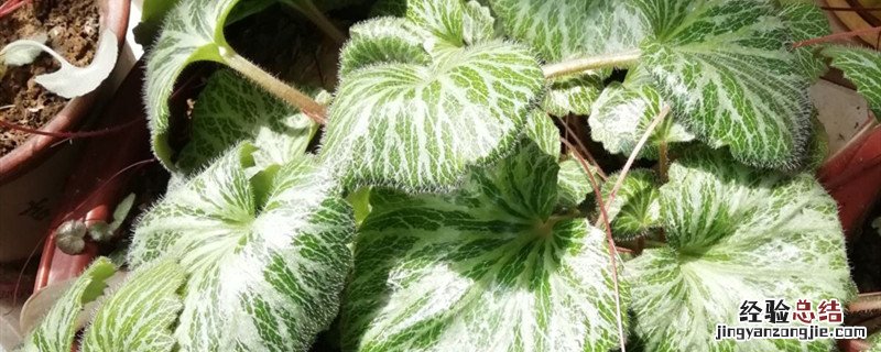 虎耳草盆栽养殖方法和注意事项 虎耳草种植方法和时间
