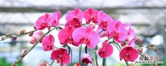 蝴蝶花种植方法和时间 蝴蝶花栽培技术