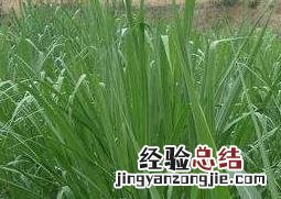 甜象草移栽方法 甜象草种植步骤图片