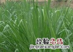 甜象草移栽方法 甜象草种植步骤图片