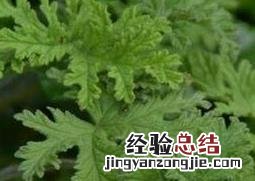 驱蚊香草的种植方法图片 驱蚊香草的种植方法