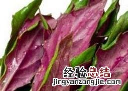 紫背天葵的功效与作用及禁忌 紫背天葵的功效与作用