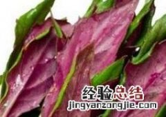 紫背天葵的功效与作用及禁忌 紫背天葵的功效与作用
