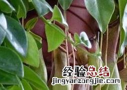 猪笼草的图片 猪笼草的图片简笔画