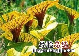 瓶子草的图片 瓶子草的图片看一下