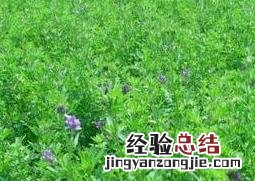 常见牧草有哪些 常见牧草有哪些图片