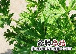 驱蚊草怎么养 驱蚊草怎么养才能更旺盛
