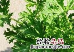 驱蚊草怎么养 驱蚊草怎么养才能更旺盛