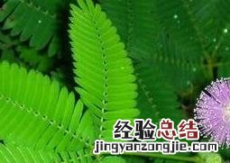含羞草如何养殖 含羞草如何养殖和管理
