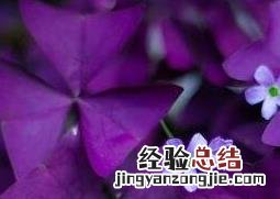 紫叶酢浆草怎么分株 紫叶酢浆草根茎怎么种