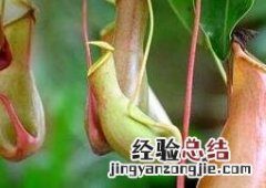 猪笼草花的功效 猪笼草花有什么作用