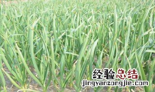 大蒜苗能移栽吗视频 大蒜苗能移栽吗