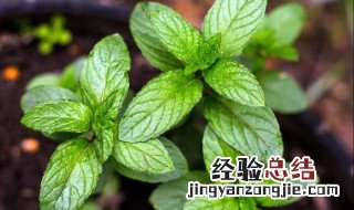 薄荷怎样分株 薄荷怎么分株
