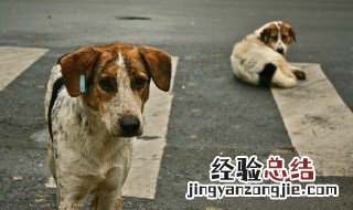 呼吁收养流浪狗的句子 有关流浪狗的句子