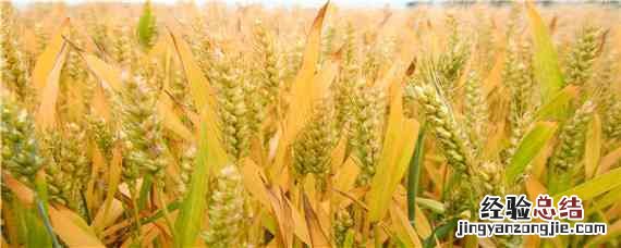 徐麦29小麦品种介绍 徐麦系列小麦新品种