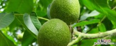 桃核怎么才可以种植出来 胡桃种植方法和时间