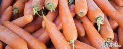胡萝卜种植时间及技术要点 胡萝卜种植方法和时间