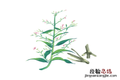 穿心莲的种植方法 穿心莲种植方法有几种