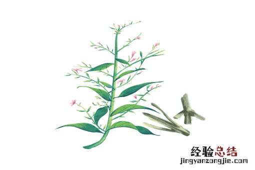 穿心莲的种植方法 穿心莲种植方法有几种
