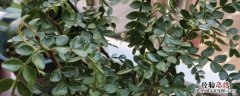 胡椒木怎么种植技术 胡椒木种植方法和时间