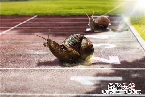 白玉蜗牛养殖前景如何 白玉蜗牛养殖有前景吗