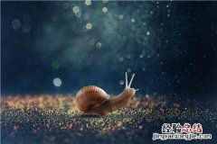 白玉蜗牛养殖前景如何 白玉蜗牛养殖有前景吗