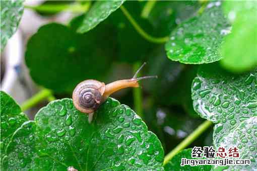 白玉蜗牛养殖前景如何 白玉蜗牛养殖有前景吗