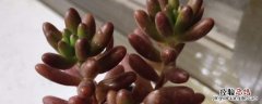 虹之玉种植方法和时间 虹之玉盆栽