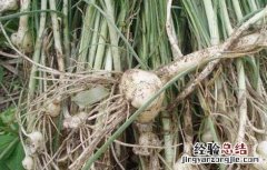 小蒜的家常做法大全 小蒜的家常做法大全图解