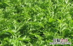 雪菜的腌制方法及盐的比例 雪菜的腌制方法