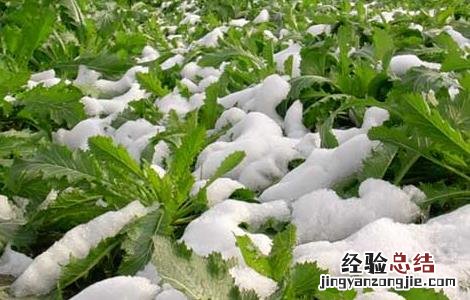 雪菜的腌制方法及盐的比例 雪菜的腌制方法