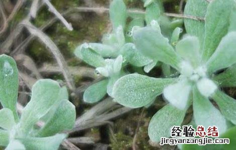 清明菜的家常做法大全 清明菜的家常做法大全简单