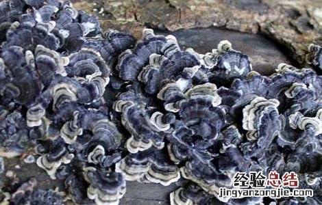 石耳的家常做法大全 石耳的家常做法大全视频
