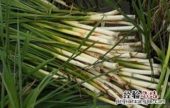 蒲菜的家常做法大全 蒲菜的家常做法大全窍门